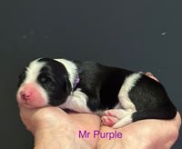 mr purple
