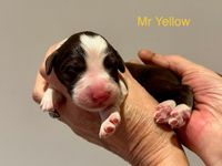 mr yellow